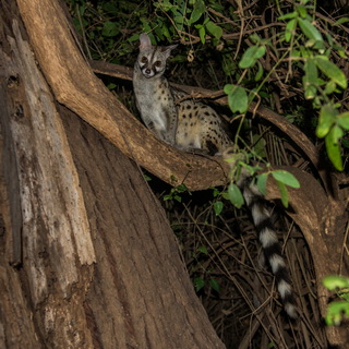 Samburu - Genet